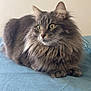 cat, fluffy, gray, long_hair, pet, animal, lying_down, blue_blanket, indoor, feline, whiskers, ears, eyes, fur, mammal, cute, resting, portrait, domestic_cat, relaxed