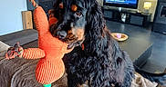 Voyou a rejoint le concours — aidez-le/la à gagner de superbes lots ! black_dog, blanket, brown_markings, coffee_table, couch, cozy, cute, dog, furniture, gaze, indoor, living_room, long_hair, orange_toy, pet, playful, plush_toy, portrait, television, tv_screen