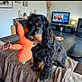 dog, black_dog, brown_markings, plush_toy, orange_toy, couch, blanket, living_room, tv_screen, television, furniture, coffee_table, pet, playful, portrait, indoor, long_hair, cute, gaze, cozy