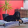 dog, pet, lounge_chair, towel, plant, potted_plant, wicker_box, red_wall, patio, wooden_floor, black_fur, brown_markings, long_hair, relaxed, resting, outdoor, domestic_animal, portrait, cozy, home
