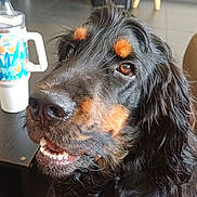 Voyou a rejoint le concours — aidez-le/la à gagner de superbes lots ! dog, pet, black_dog, long_coat, close_up, portrait, indoor, living_room, table, cup, stool, television, stove, fur, nose, eyes, teeth, smile, shoe, wooden_floor