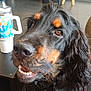dog, pet, black_dog, long_coat, close_up, portrait, indoor, living_room, table, cup, stool, television, stove, fur, nose, eyes, teeth, smile, shoe, wooden_floor