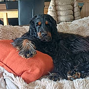 Voyou participe au concours pour gagner de l'argent avec cette photo : black_dog, canine, chair, comfort, cozy, dog, fluffy_blanket, fur, furniture, home, indoor, jacket, living_room, orange_pillow, paw, pet, relaxed, resting, table, tan_markings