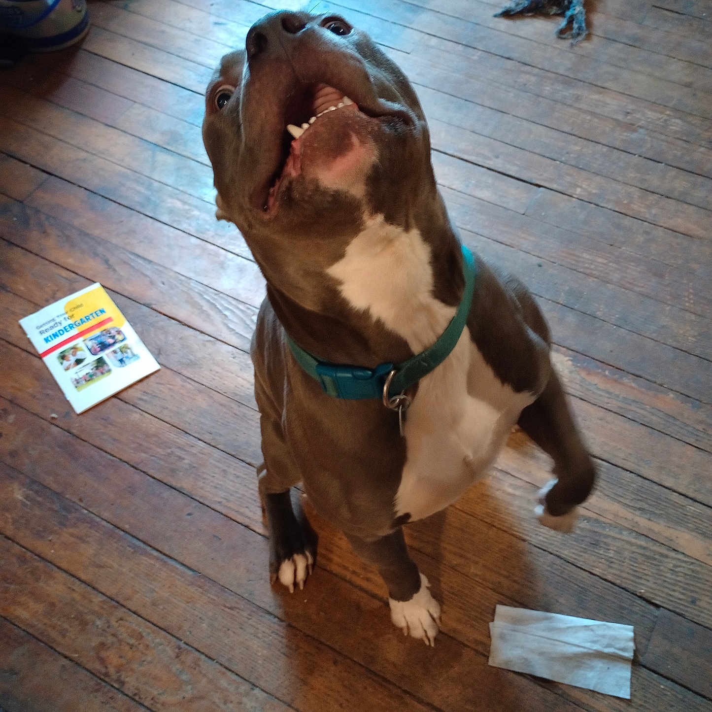Blue is registered to the contest to win money with this photo: accessories, animal, boxer, bulldog, canine, dog, hardwood, hound, indoors, interiordesign, labradorretriever, pet, pitbull, plywood, pointer, puppy, stainedwood, strap, text, wood
