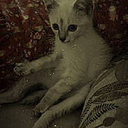 Molly participe au concours pour gagner de l'argent avec cette photo : animal, cat, couch, cozy, cute, domestic_animal, ears, floral_pattern, furniture, indoor, kitten, leaf_pattern, paws, pet, relaxing, resting, soft_fur, whiskers, wide_eyes, young_animal