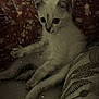 animal, cat, couch, cozy, cute, domestic_animal, ears, floral_pattern, furniture, indoor, kitten, leaf_pattern, paws, pet, relaxing, resting, soft_fur, whiskers, wide_eyes, young_animal