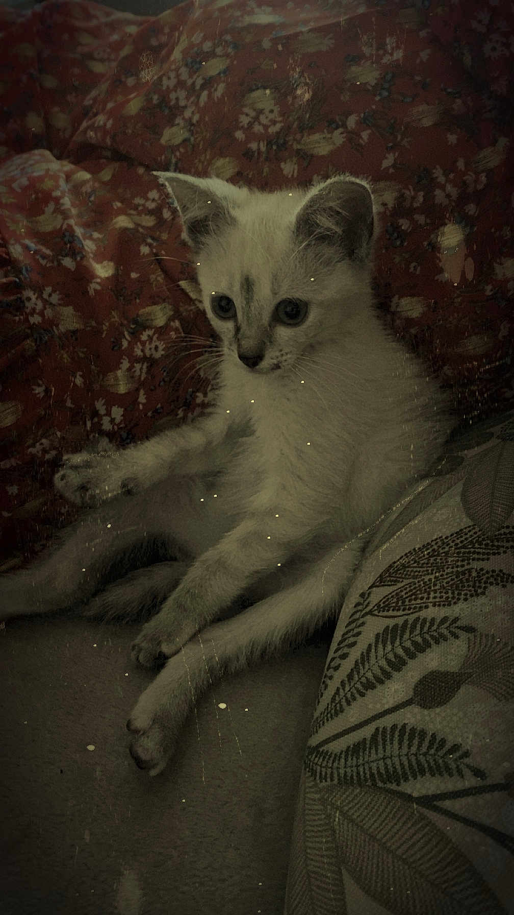 Molly