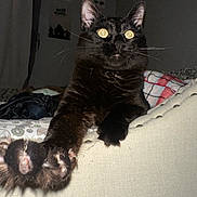 Moon is registered to the contest to win money with this photo: cat, black_cat, paw, claws, stretching, indoor, bed, blanket, cushion, furniture, whiskers, fur, animal, pet, night, dim_light, close_up, expression, curious, claw_out