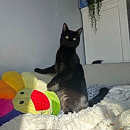 Moony joined the competition — help win amazing prizes! animal, bed, black_cat, blanket, cabinet, cat, colorful_pillow, cozy, decor, domestic, flower_pillow, furniture, indoor, looking, pet, plant, plush_pillow, resting, shadow, sunlight