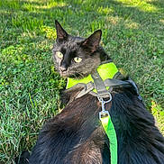 Moony is registered to the contest to win money with this photo: cat, black_cat, animal, pet, grass, outdoor, harness, leash, green, fur, nature, sunlight, curious, looking_back, mammal, whiskers, daylight, close_up, playful, garden