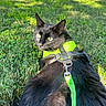 cat, black_cat, animal, pet, grass, outdoor, harness, leash, green, fur, nature, sunlight, curious, looking_back, mammal, whiskers, daylight, close_up, playful, garden