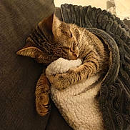 Shuri participe au concours pour gagner de l'argent avec cette photo : cat, tabby_cat, sleeping, blanket, couch, cozy, indoor, pet, fur, relaxing, whiskers, paw, resting, warm, comfortable, animal, domestic_cat, feline, nap, soft