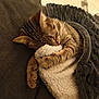 cat, tabby_cat, sleeping, blanket, couch, cozy, indoor, pet, fur, relaxing, whiskers, paw, resting, warm, comfortable, animal, domestic_cat, feline, nap, soft