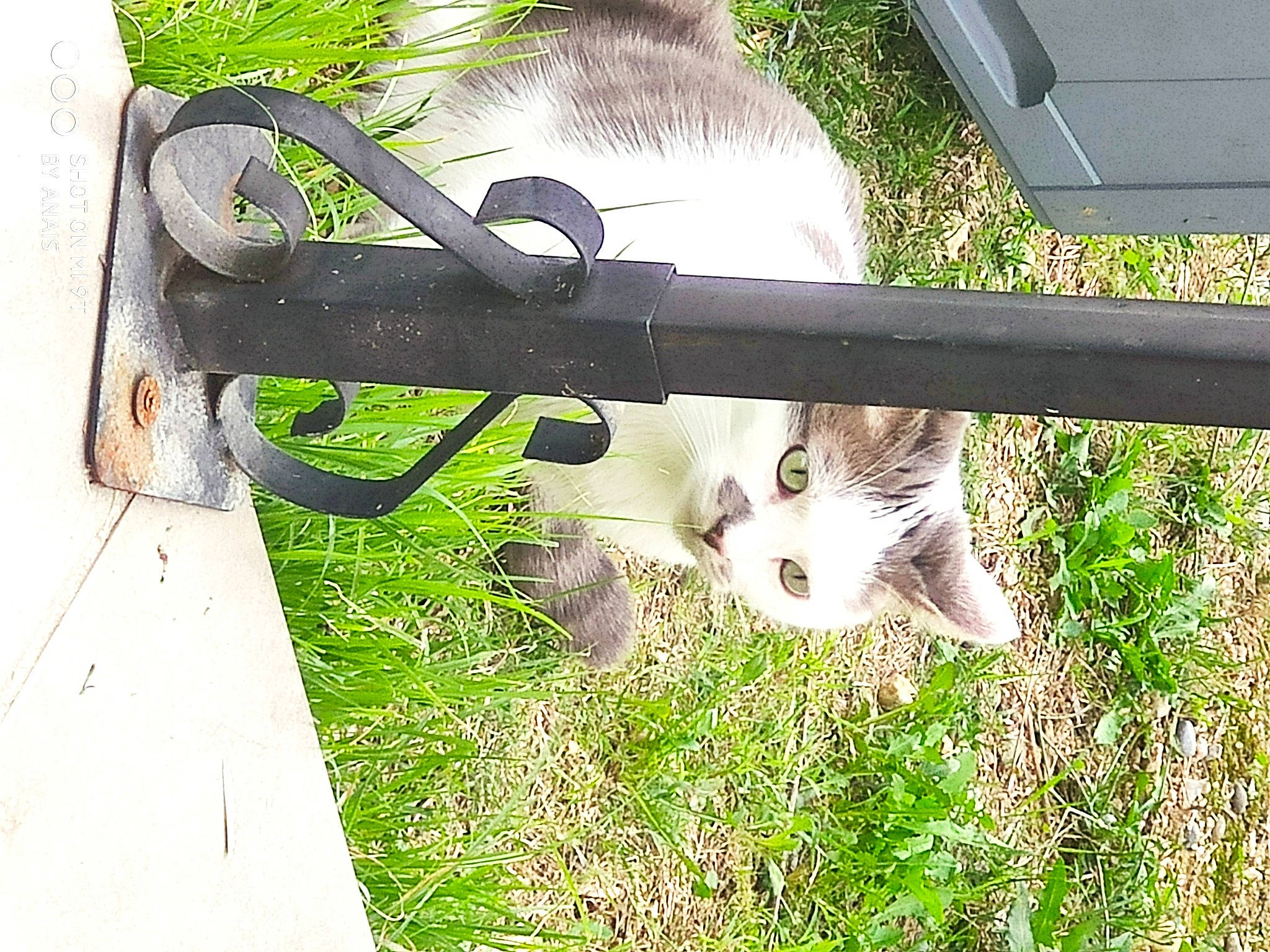 Tigrou a rejoint le concours — aidez-le/la à gagner de superbes lots ! carnivore, cat, felidae, grass, kitten, lawn, plant, small_to_medium_sized_cats