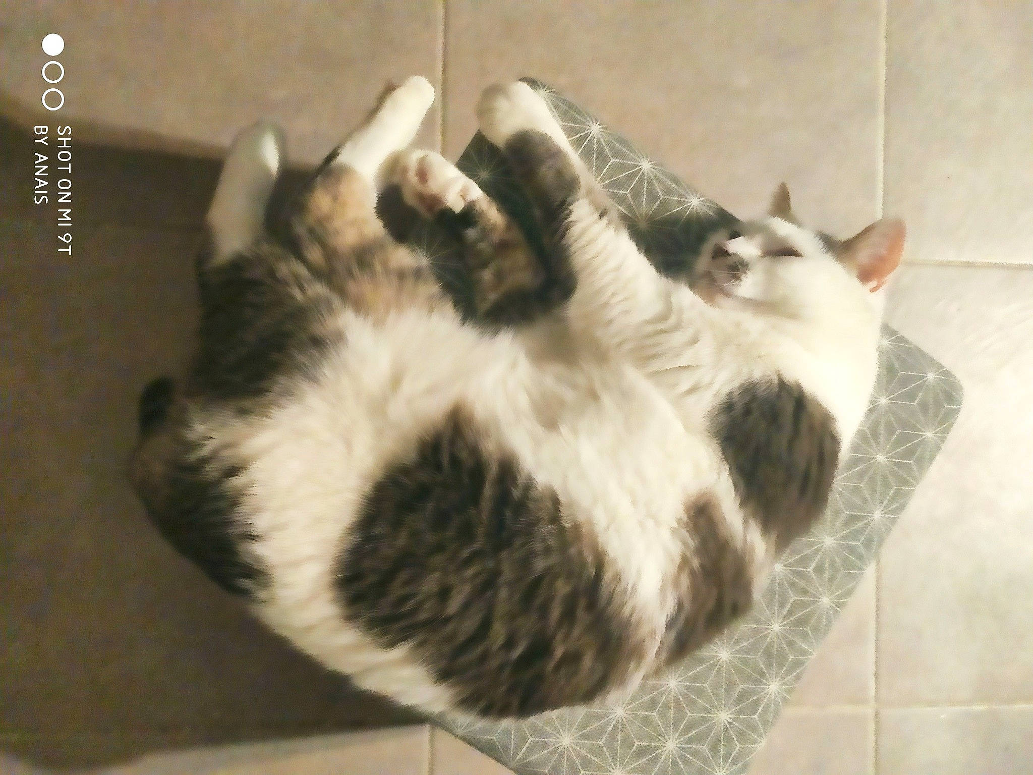 Tigrou participe au concours pour gagner de l'argent avec cette photo : carnivore, cat, domestic_short_haired_cat, european_shorthair, felidae, fur, paw, photo_caption, polydactyl_cat, small_to_medium_sized_cats, snout, tail, whiskers