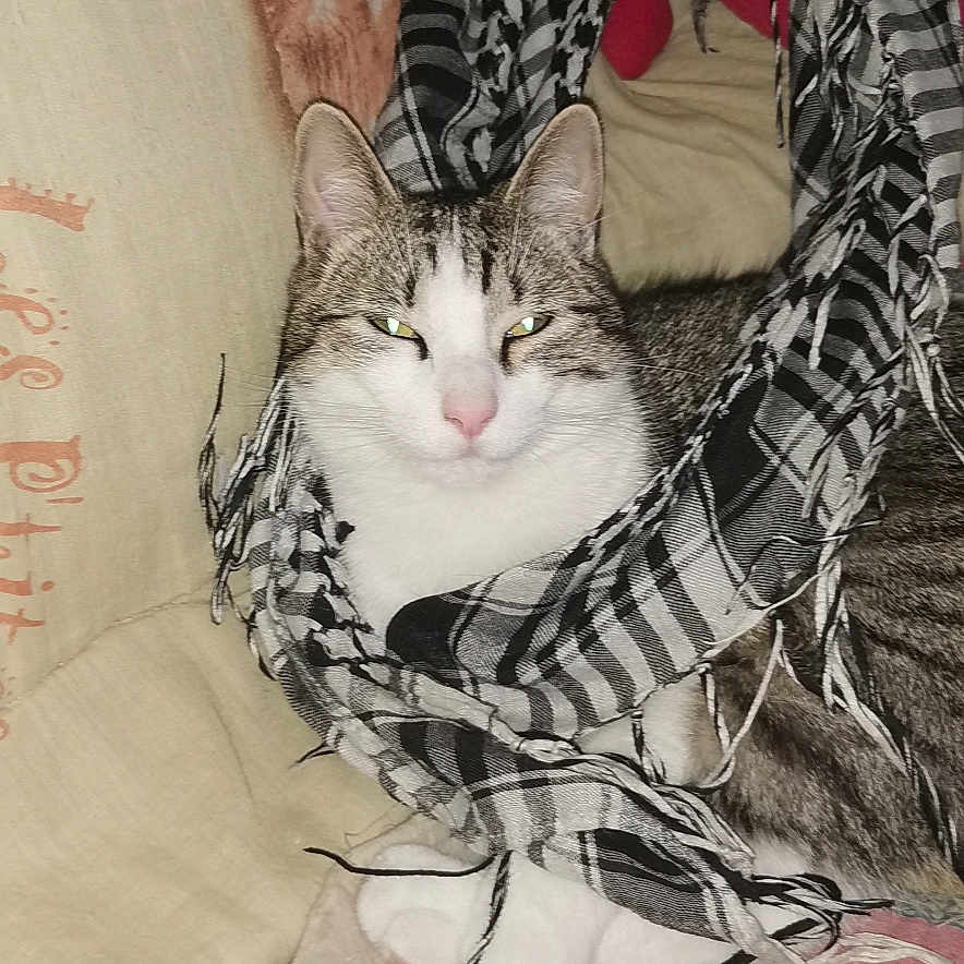 Loki