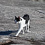 cat, black_and_white, walking, outdoor, rocky_surface, shadow, sunlight, animal, feline, nature, pet, mammal, alert, daylight, texture, fur, ears, whiskers, paws, closeup