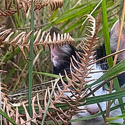 Chouquette a rejoint le concours — aidez-le/la à gagner de superbes lots ! cat, black_and_white, grass, fern, nature, outdoor, animal, pet, camouflage, close_up, wildlife, curious, hidden, green, brown, plant, mammal, face, whiskers, nose