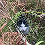 Chouquette a rejoint le concours — aidez-le/la à gagner de superbes lots ! cat, black_and_white, ferns, grass, outdoor, nature, wildlife, animal, hiding, curious, plant, greenery, brown, leaves, closeup, camouflage, fauna, bush, pet, mammal