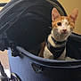 Fury joined the competition — help win amazing prizes! cat, one-eyed, orange_and_white, pet_stroller, harness, indoor, curious, seated, cute, animal, pet, wheel, fabric, zipper, metal, handle, feline, close-up, companion, domestic