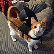 Fury joined the competition — help win amazing prizes! cat, one_eyed, orange_and_white, bat_costume, pet, indoor, couch, blanket, fabric, feline, costume, cute, whiskers, tail, ears, collar, animal, household, looking_up, playful