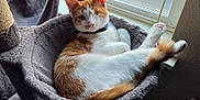 Fury joined the competition — help win amazing prizes! cat, one_eyed_cat, orange_and_white, cat_bed, cozy, window, sunlight, relaxed, feline, pet, indoor, fur, whiskers, tail, paws, resting, cute, animal, domestic_cat, curled_up