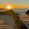 animal, beach, calm, coast, dog, evening, landscape, nature, ocean, outdoor, pet, relaxing, rocks, sand, scenic, shadow, sky, sun, sunset, water