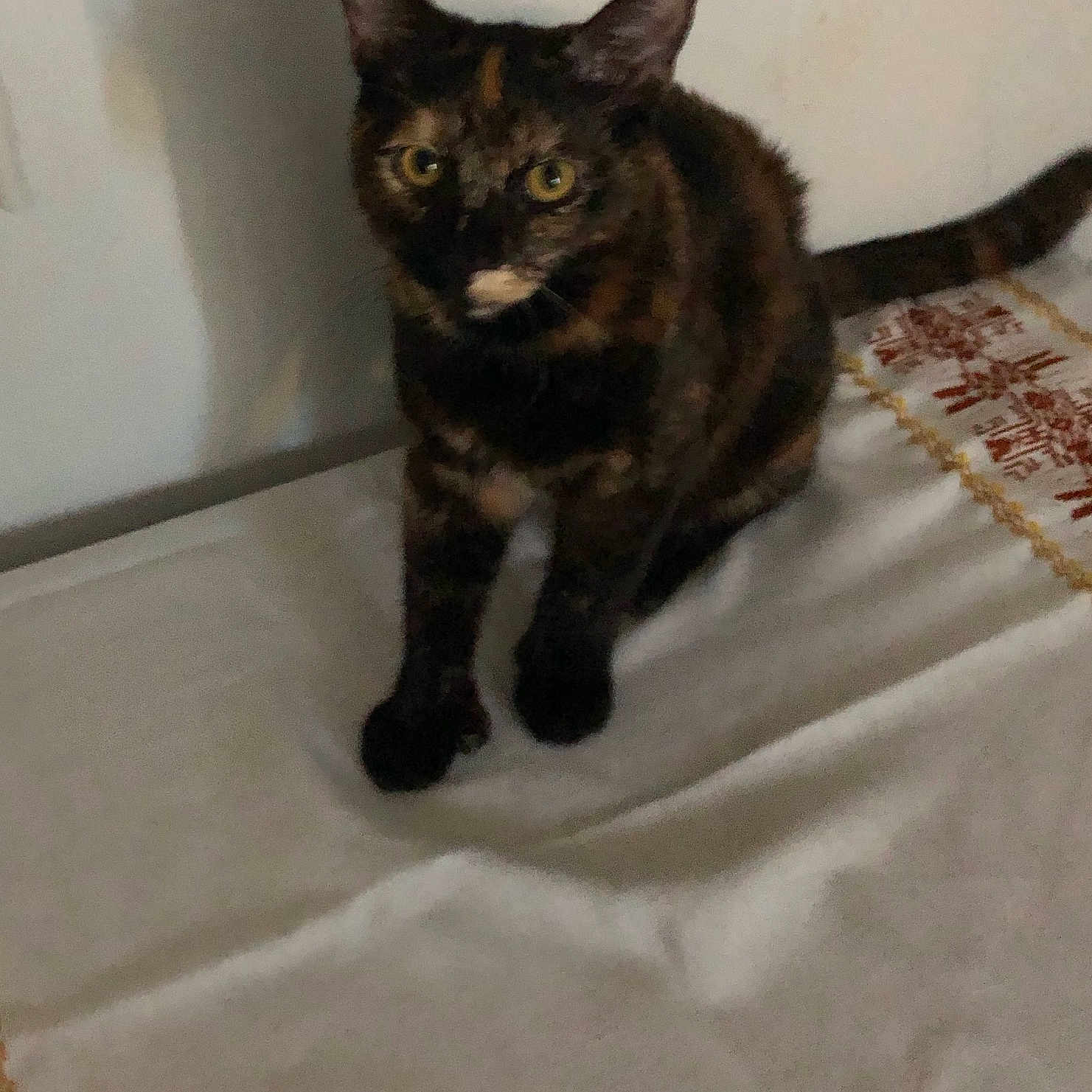 Mia joined the competition — help win amazing prizes! abyssinian, angora, animal, blackcat, blanket, brasssection, cat, cushion, den, egyptiancat, homedecor, horn, indoors, kitten, manx, musicalinstrument, pet, siamese, tablecloth, wood