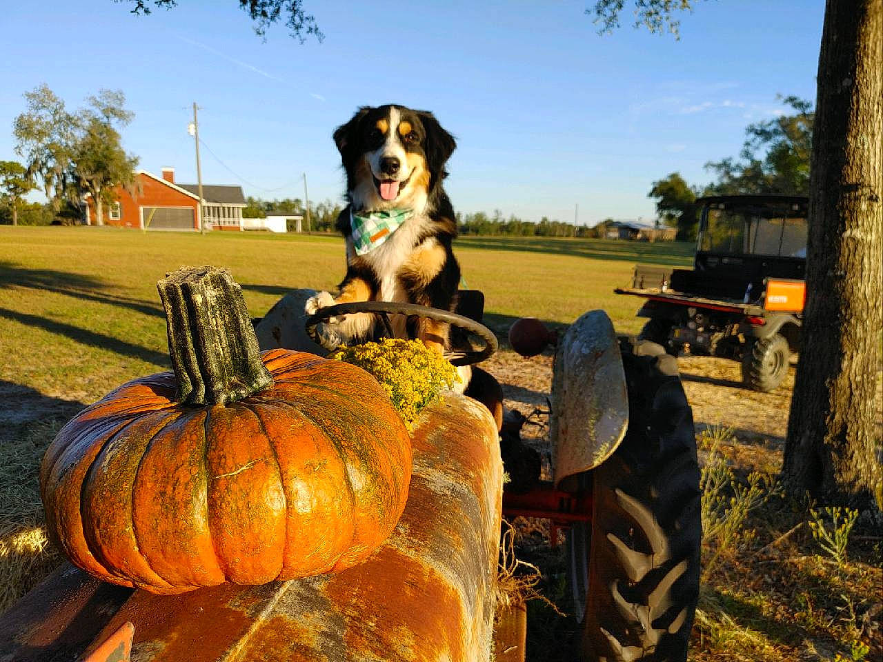 Koda is registered to the contest to win money with this photo: agriculture, automotive_tire, calabaza, carnivore, companion_dog, cucurbita, dog, gourd, grass, landscape, morning, plant, pumpkin, rural_area, sky, squash, tire, tree, wheel, winter_squash