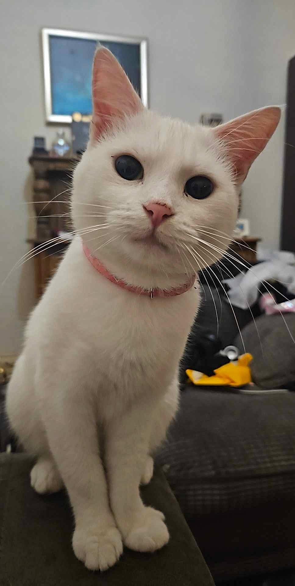 Pearl joined the competition — help win amazing prizes! carnivore, cat, cat_furniture, cat_supply, claw, collar, domestic_short_haired_cat, felidae, fur, paw, pet_supply, small_to_medium_sized_cats, snout, tail, whiskers, window