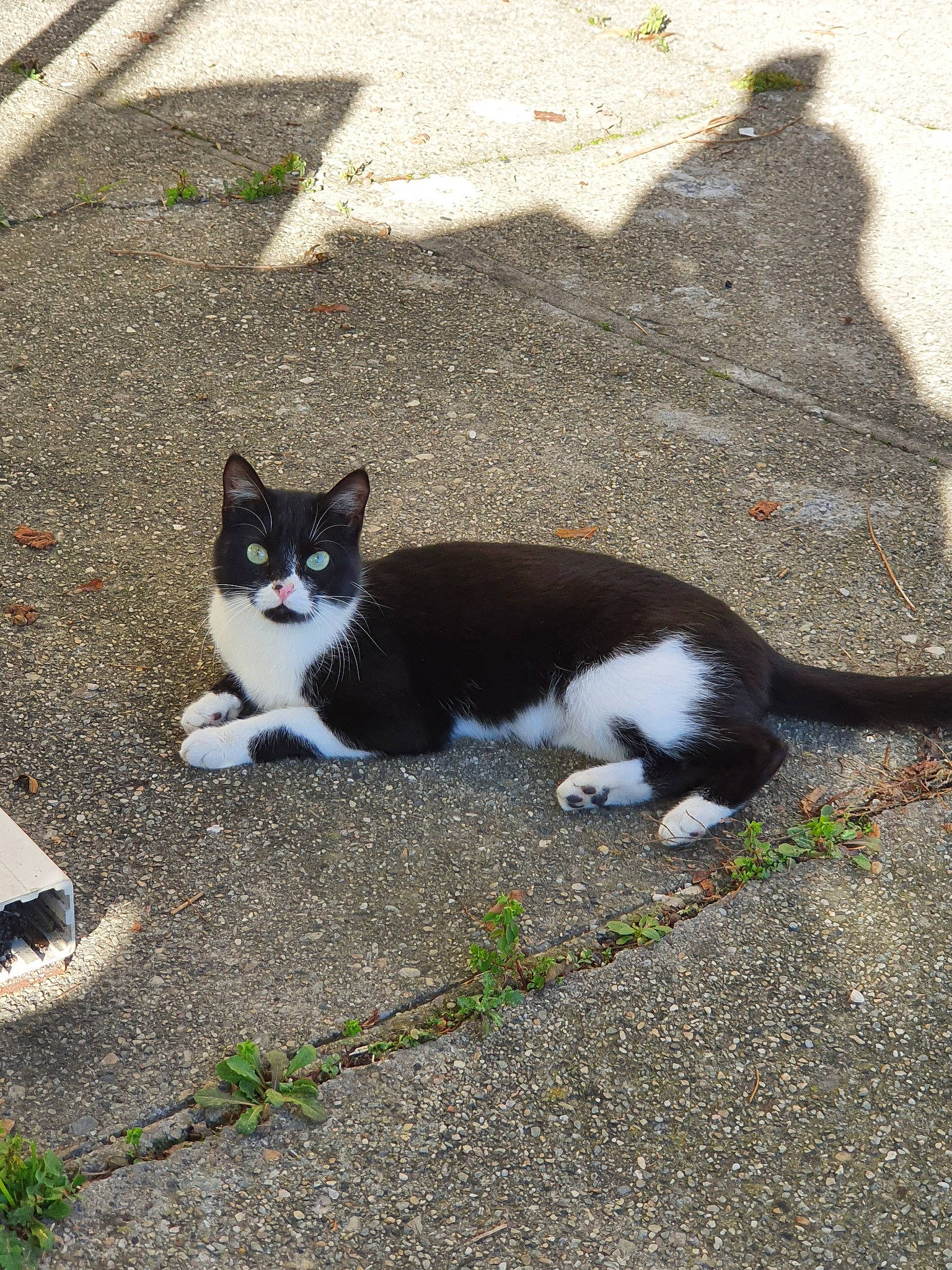 Kiikii a rejoint le concours — aidez-le/la à gagner de superbes lots ! aegean_cat, black_and_white, black_cat, carnivore, cat, domestic_short_haired_cat, european_shorthair, felidae, fur, kitten, polydactyl_cat, small_to_medium_sized_cats, tail, whiskers