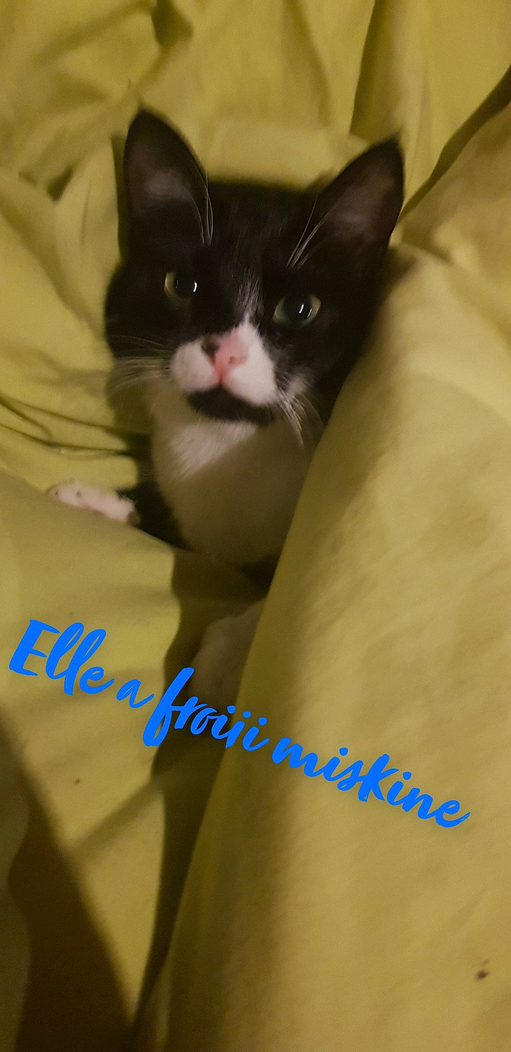 Kiikii a rejoint le concours — aidez-le/la à gagner de superbes lots ! aegean_cat, american_wirehair, asian, carnivore, cat, domestic_short_haired_cat, felidae, kitten, mammal, ojos_azules, photo_caption, polydactyl_cat, small_to_medium_sized_cats, snout, snowshoe, vertebrate, whiskers