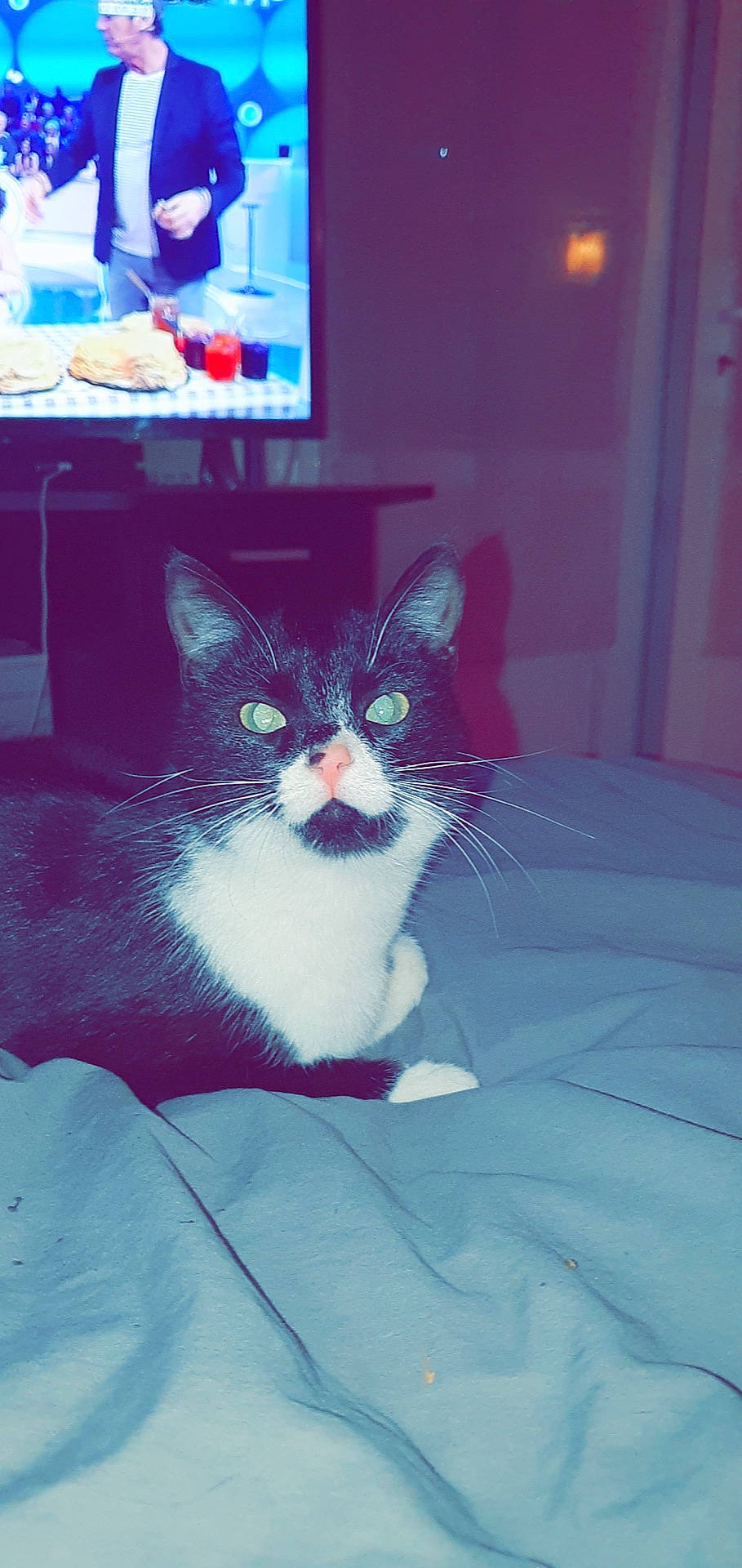 Kiikii a rejoint le concours — aidez-le/la à gagner de superbes lots ! aegean_cat, american_wirehair, carnivore, cat, domestic_short_haired_cat, european_shorthair, felidae, fur, kitten, polydactyl_cat, small_to_medium_sized_cats, snout, tail, whiskers