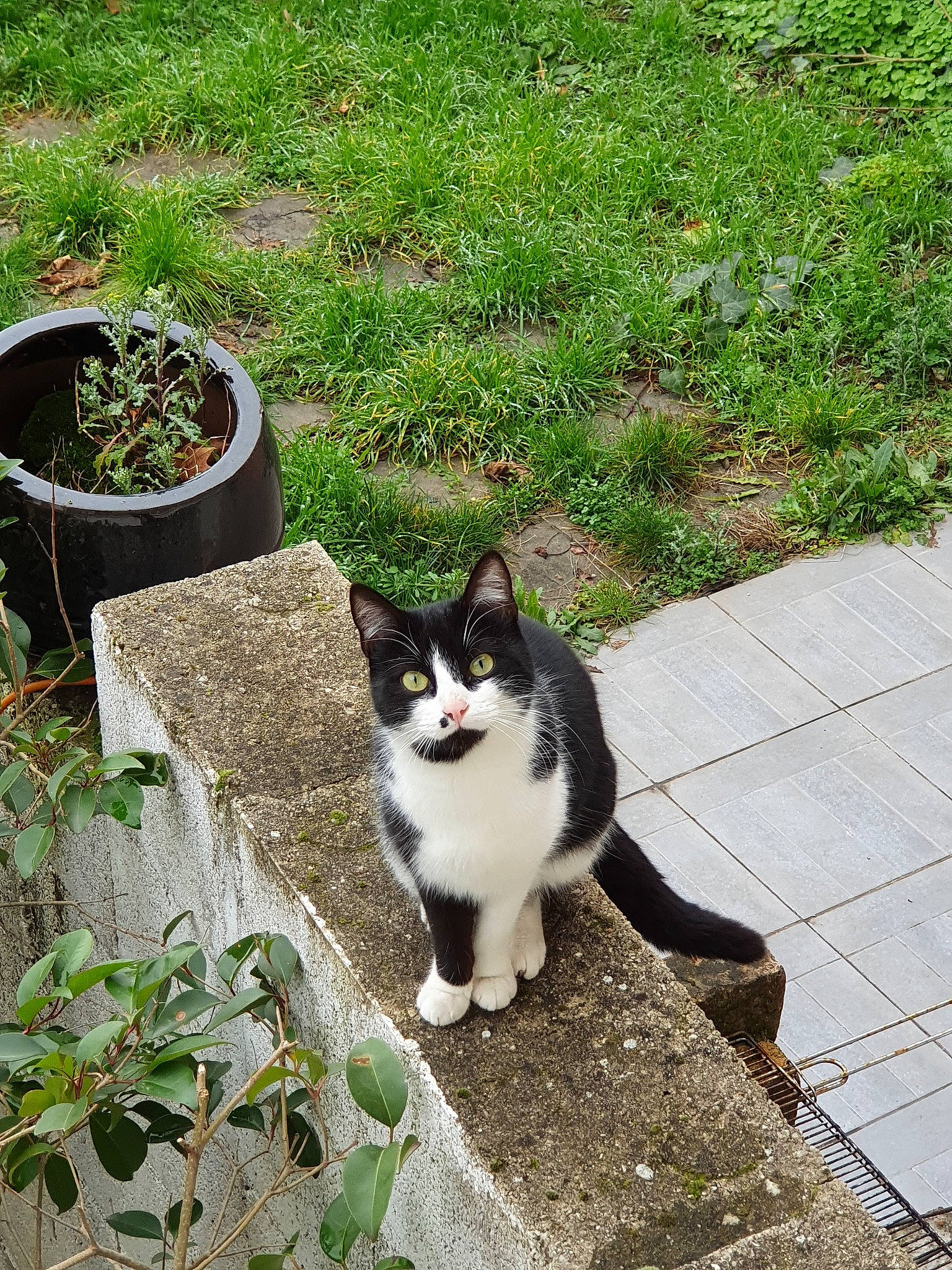 Feliixe a rejoint le concours — aidez-le/la à gagner de superbes lots ! aegean_cat, botany, carnivore, cat, domestic_short_haired_cat, european_shorthair, felidae, flower, fur, garden, grass, plant, polydactyl_cat, small_to_medium_sized_cats, tail, whiskers