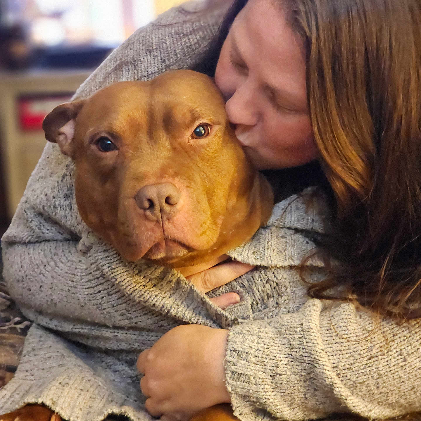 Pedro is registered to the contest to win money with this photo: animal, baby, blanket, bodypart, bulldog, canine, clothing, dog, face, finger, hand, head, knitwear, person, pet, photography, pitbull, portrait, puppy, sweater