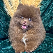 Ookii participe au concours pour gagner de l'argent avec cette photo : dog, puppy, pomeranian, fluffy, brown_fur, smiling, happy, pet, cute, animal, sitting, indoor, couch, velvet, fur, small_dog, friendly, tongue_out, bright_eyes, cozy