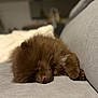 puppy, dog, sleeping, brown, fluffy, couch, indoor, pet, cozy, nap, fur, cute, animal, relaxing, domestic_animal, companion, resting, soft, small, cute_pet