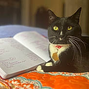 Solon is registered to the contest to win money with this photo: cat, black_cat, yellow_eyes, whiskers, collar, notebook, handwriting, bed, blanket, orange, blue, indoor, pet, feline, domestic_animal, relaxed, closeup, animal, writing, resting