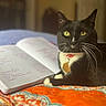 cat, black_cat, yellow_eyes, whiskers, collar, notebook, handwriting, bed, blanket, orange, blue, indoor, pet, feline, domestic_animal, relaxed, closeup, animal, writing, resting