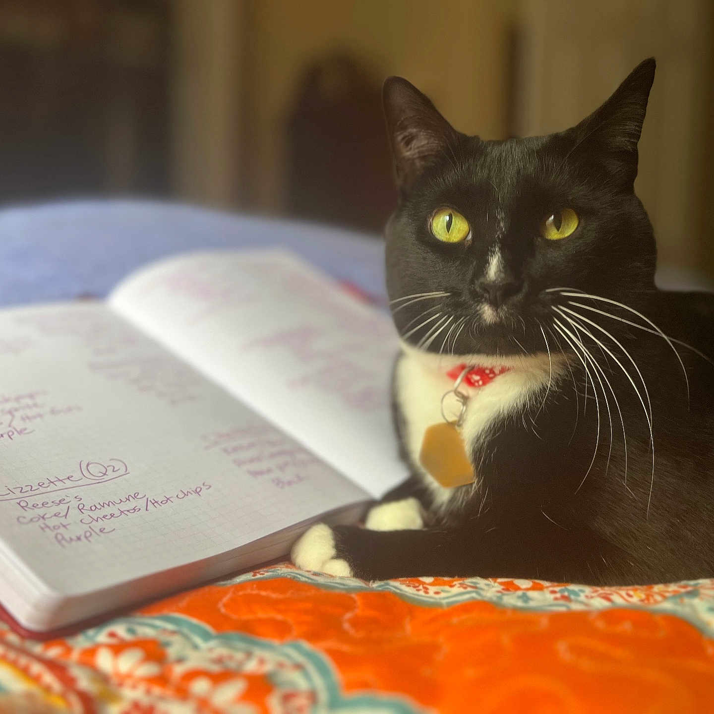 Solon is registered to the contest to win money with this photo: cat, black_cat, yellow_eyes, whiskers, collar, notebook, handwriting, bed, blanket, orange, blue, indoor, pet, feline, domestic_animal, relaxed, closeup, animal, writing, resting