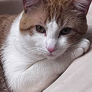 Mashed Potatoes is registered to the contest to win money with this photo: animal, calm, cat, close_up, cute, domestic, ears, face, feline, fur, indoors, orange_and_white, paws, pet, pink_nose, relaxed, resting, sink, soft, whiskers