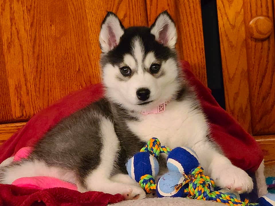 Zoe joined the competition — help win amazing prizes! ancient_dog_breeds, canidae, carnivore, comfort, companion_dog, dog, dog_breed, dog_supply, fur, non_sporting_group, siberian_husky, sled_dog, snout, sporting_group, terrestrial_animal, whiskers, wood, working_animal, working_dog