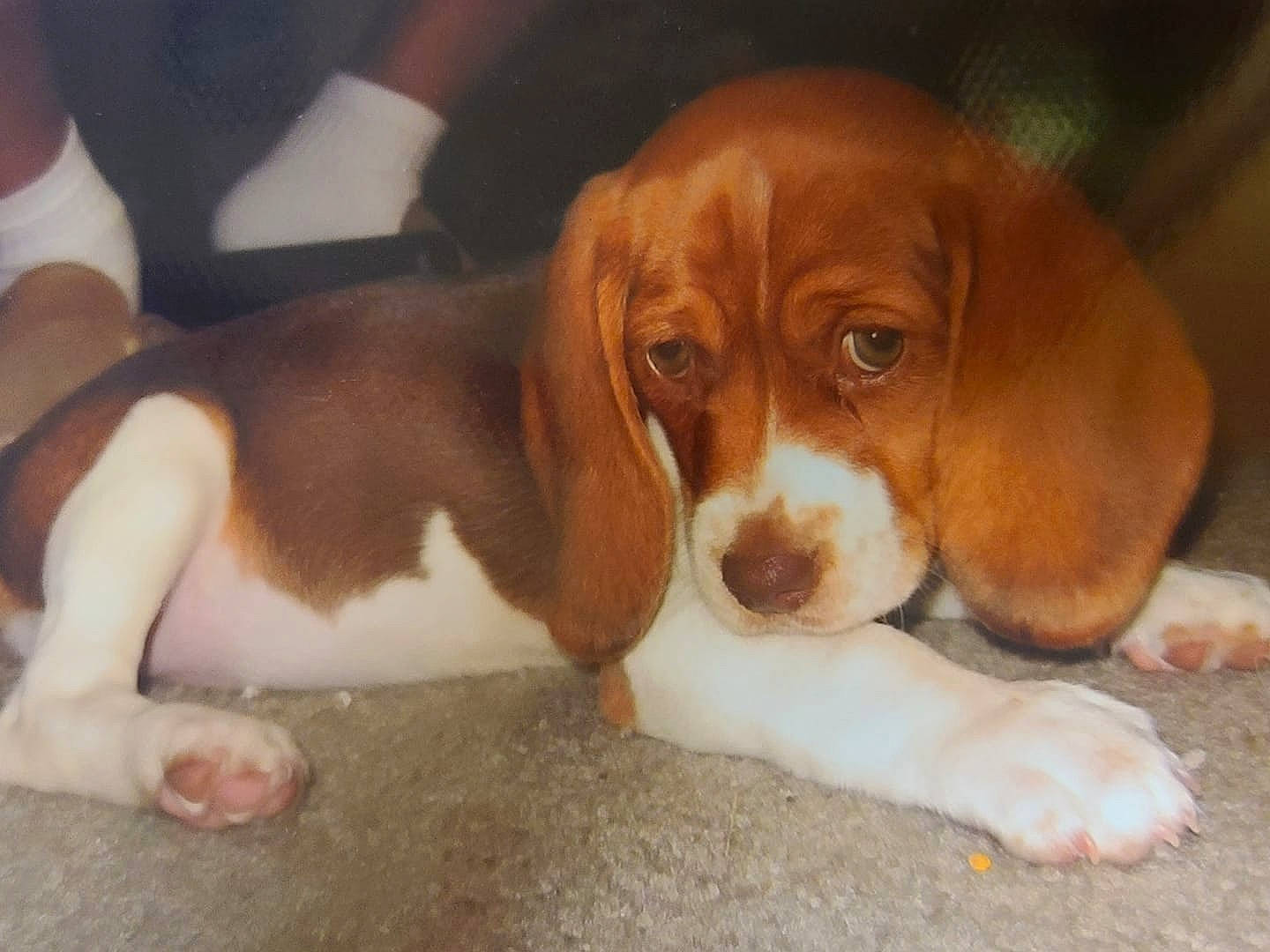 Cloe joined the competition — help win amazing prizes! canidae, carnivore, companion_dog, dog, dog_breed, fawn, hound, hunting_dog, liver, natural_material, snout, sporting_group, terrestrial_animal, wood, working_animal