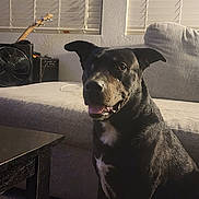 Bubba joined the competition — help win amazing prizes! dog, black_dog, pet, indoor, living_room, couch, window_blinds, guitar, fan, carpet, table, furniture, happy, sitting, animal, domestic_animal, home, cozy, portrait, quiet