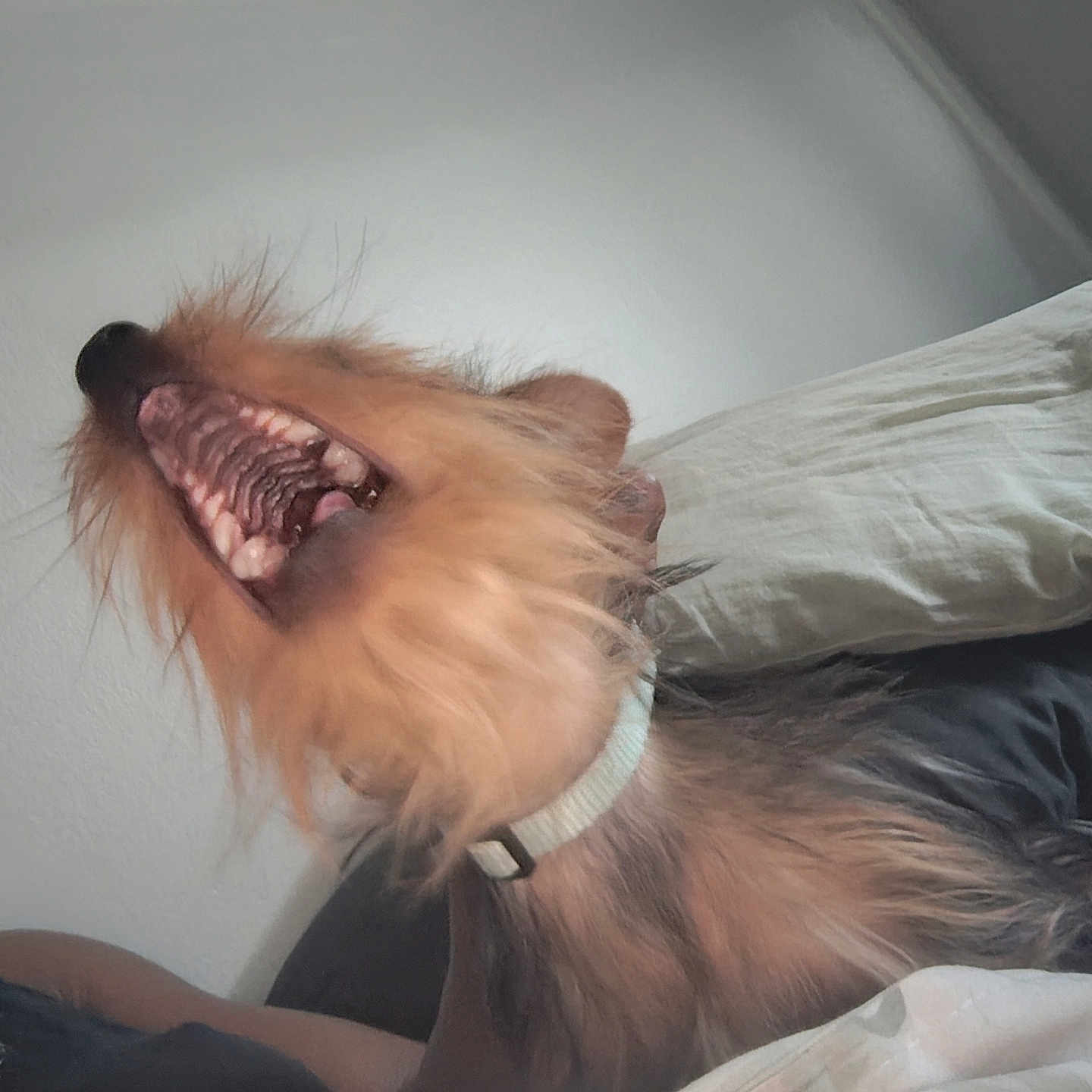 Bonnie Bella Bb is registered to the contest to win money with this photo: animal, animal_portrait, bed, canine, closeup, collar, cute, dog, domestic, fur, furry, indoor, mouth_open, pet, pillow, resting, sleeping_area, teeth, whiskers, yawning