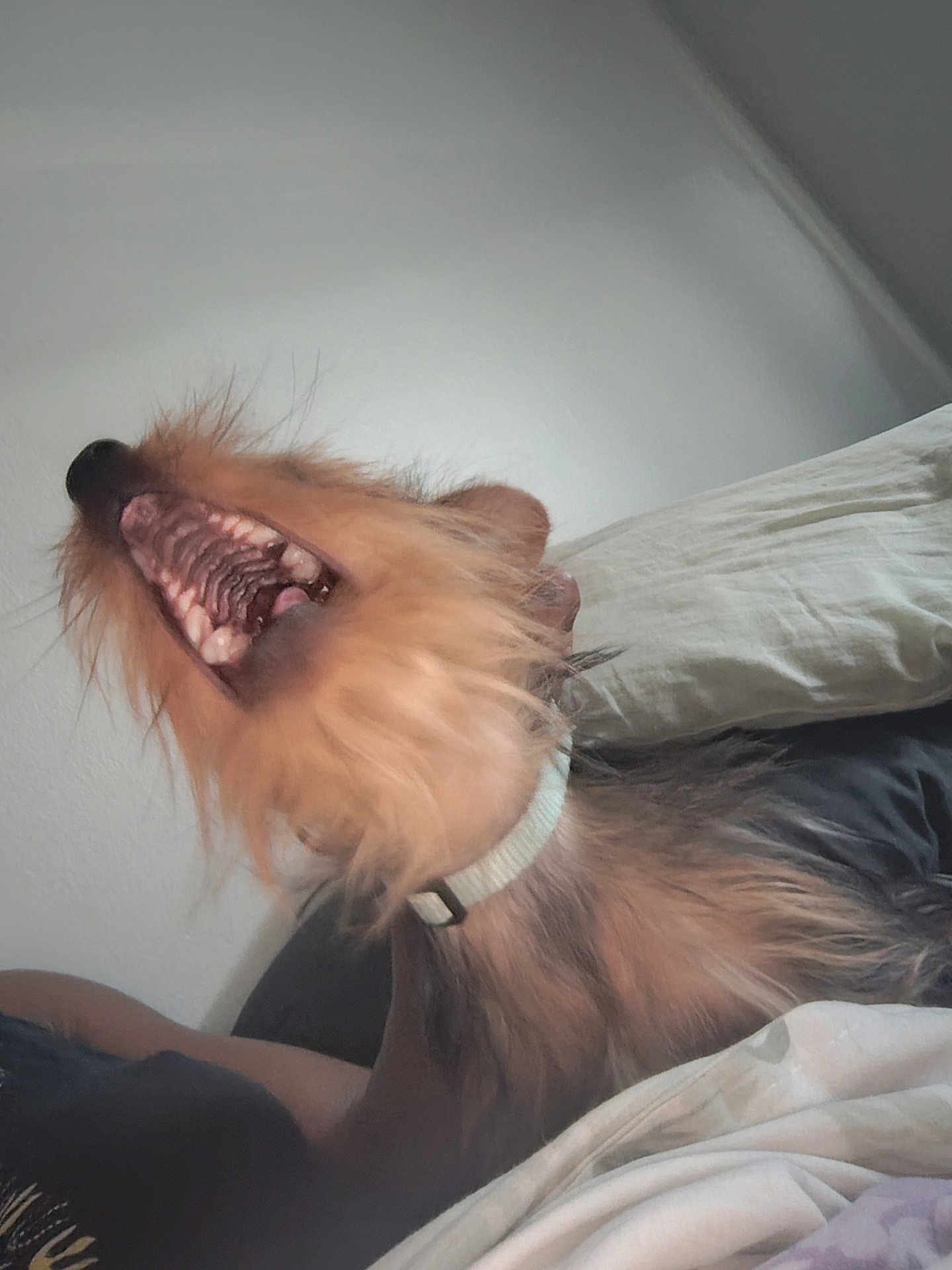Bonnie Bella Bb is registered to the contest to win money with this photo: dog, teeth, mouth_open, collar, fur, bed, pillow, indoor, pet, animal, canine, yawning, closeup, sleeping_area, resting, furry, cute, domestic, animal_portrait, whiskers