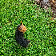 Bonnie Bella Bb is registered to the contest to win money with this photo: dog, grass, greenery, mud, outdoor, small_dog, flower, nature, pet, animal, fur, ear, paw, cute, canine, ground, daylight, looking, muzzle, wet