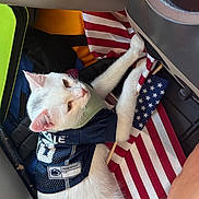 Snowball is registered to the contest to win money with this photo: american_flag, animal, bag, cat, cute, domestic_animal, ears, feline, flag, fur, indoor, paw, penn_state_jersey, pet, pet_clothing, pink_nose, relaxed, resting, seat, white_cat