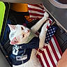 american_flag, animal, bag, cat, cute, domestic_animal, ears, feline, flag, fur, indoor, paw, penn_state_jersey, pet, pet_clothing, pink_nose, relaxed, resting, seat, white_cat