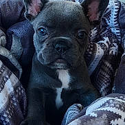 Chester is registered to the contest to win money with this photo: puppy, dog, french_bulldog, blanket, patterned_blanket, car_interior, seat, cozy, cute, pet, animal, fur, ears, eyes, snout, portrait, indoor, sitting, young, companion